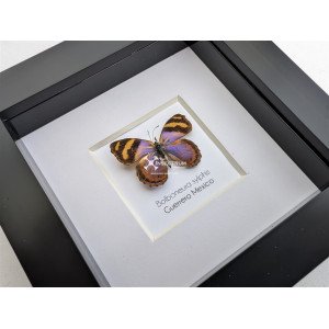 The Crinkled Banner butterfly